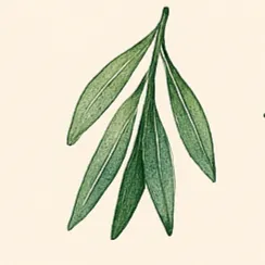 Eucalyptus